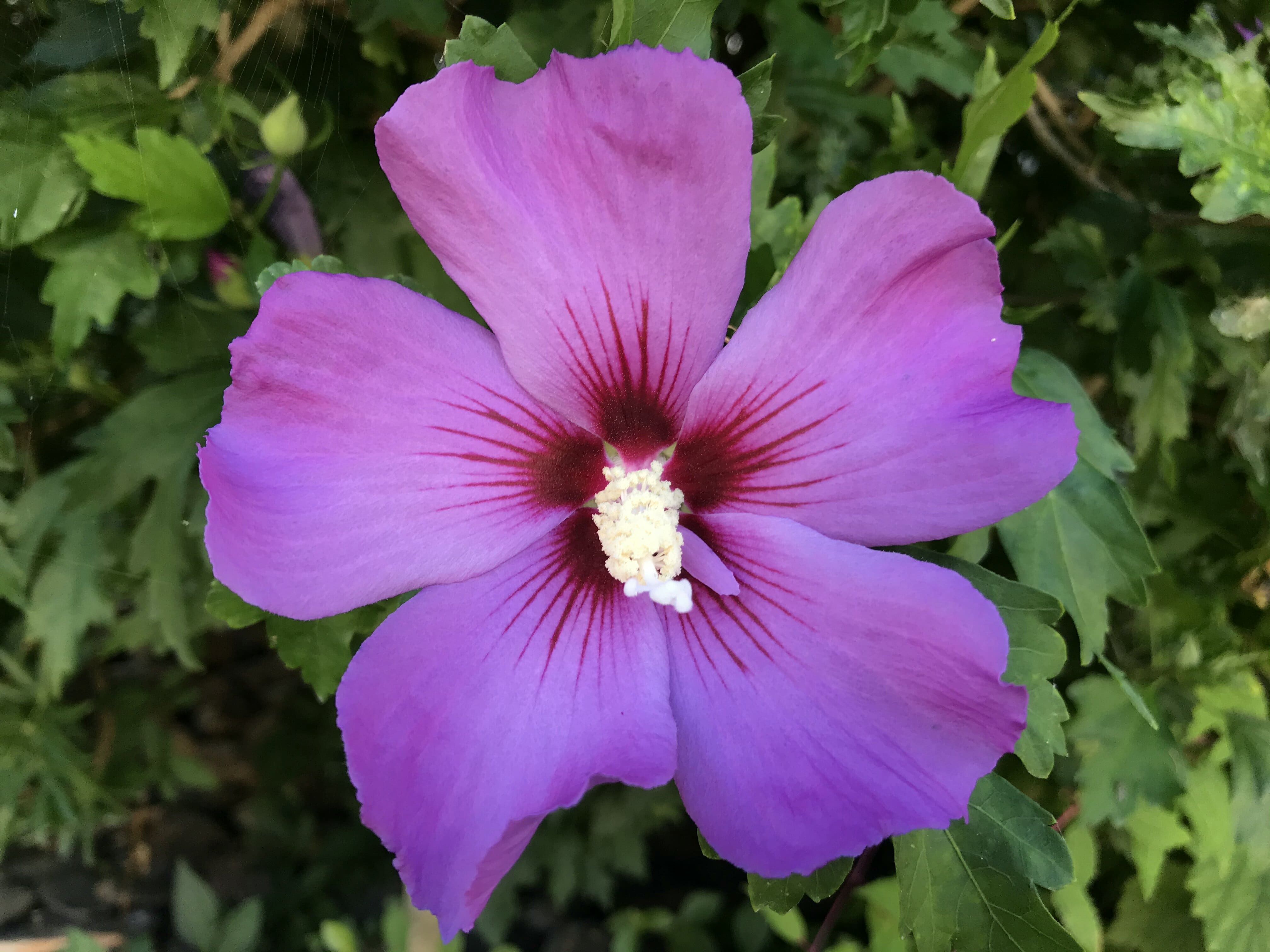 fleur violette